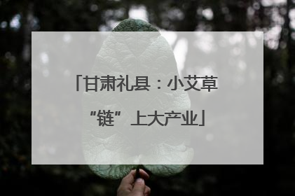甘肃礼县：小艾草“链”上大产业
