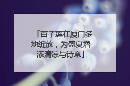 百子莲在厦门多地绽放，为盛夏增添清凉与诗意