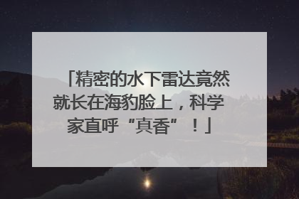 精密的水下雷达竟然就长在海豹脸上，科学家直呼“真香”！