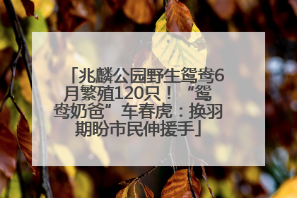 兆麟公园野生鸳鸯6月繁殖120只！“鸳鸯奶爸”车春虎：换羽期盼市民伸援手