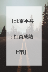 北京平谷：红杏成熟上市