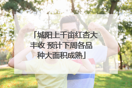 城阳上千亩红杏大丰收 预计下周各品种大面积成熟