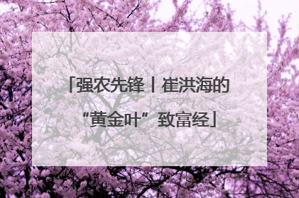 强农先锋丨崔洪海的“黄金叶”致富经