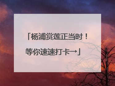 杨浦赏莲正当时！等你速速打卡→
