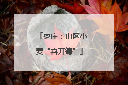 枣庄：山区小麦“喜开镰”