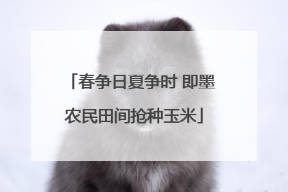 春争日夏争时 即墨农民田间抢种玉米