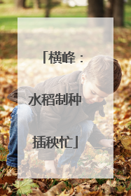 横峰：水稻制种插秧忙