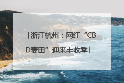 浙江杭州：网红“CBD麦田”迎来丰收季