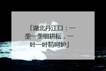 湖北丹江口：一垄一垄细耕耘，一叶一叶精呵护