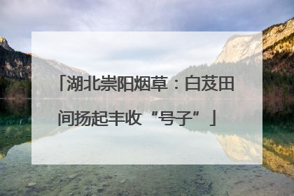 湖北崇阳烟草：白芨田间扬起丰收“号子”