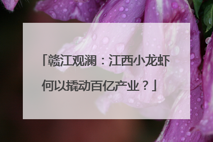 赣江观澜：江西小龙虾何以撬动百亿产业？