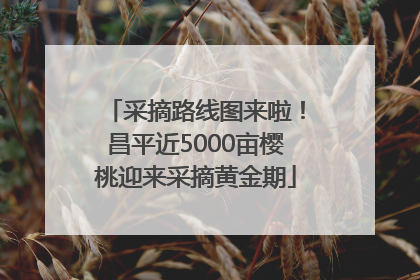 采摘路线图来啦！昌平近5000亩樱桃迎来采摘黄金期