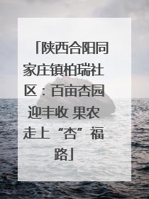 陕西合阳同家庄镇柏瑞社区：百亩杏园迎丰收 果农走上“杏”福路